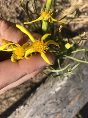 Senecio riddellii