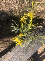 Senecio riddellii