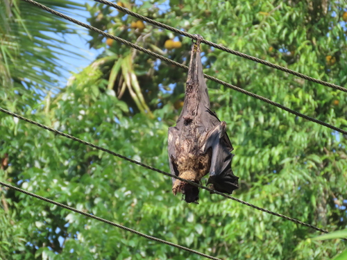 Indian Flying Fox