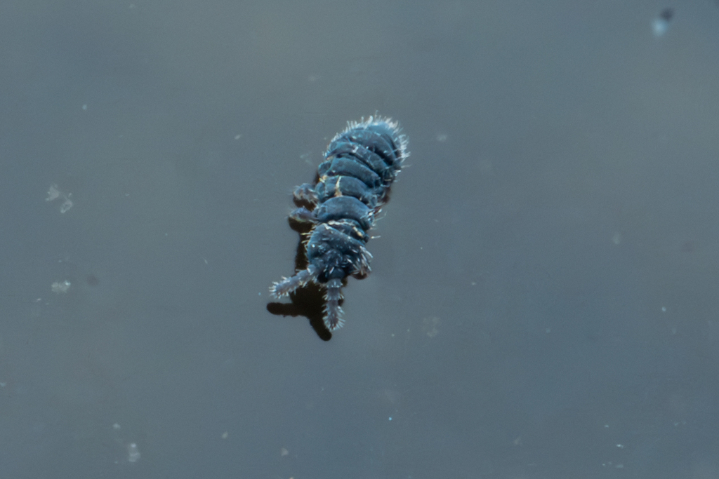 Hypogastrura litoralis