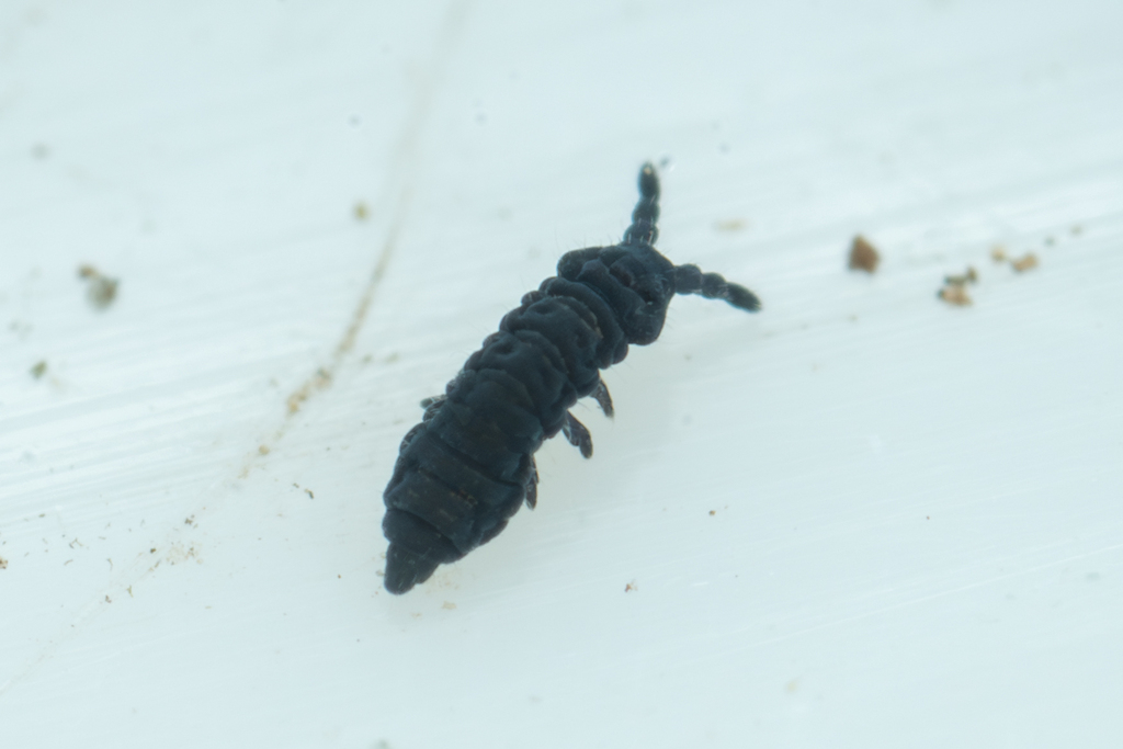 Oudemansia georgia