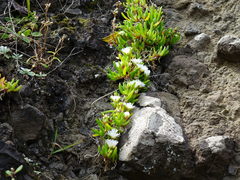 Disphyma australe australe