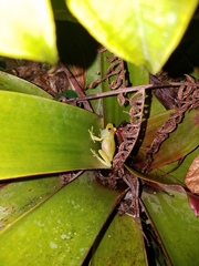 Boana cinerascens