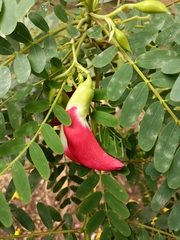 Sesbania grandiflora, photograph (c) Malaika Mathew Chawla, some rights reserved (CC BY)