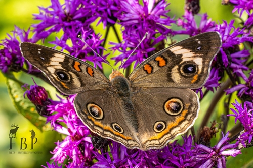 Common Buckeye