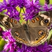Common Buckeye