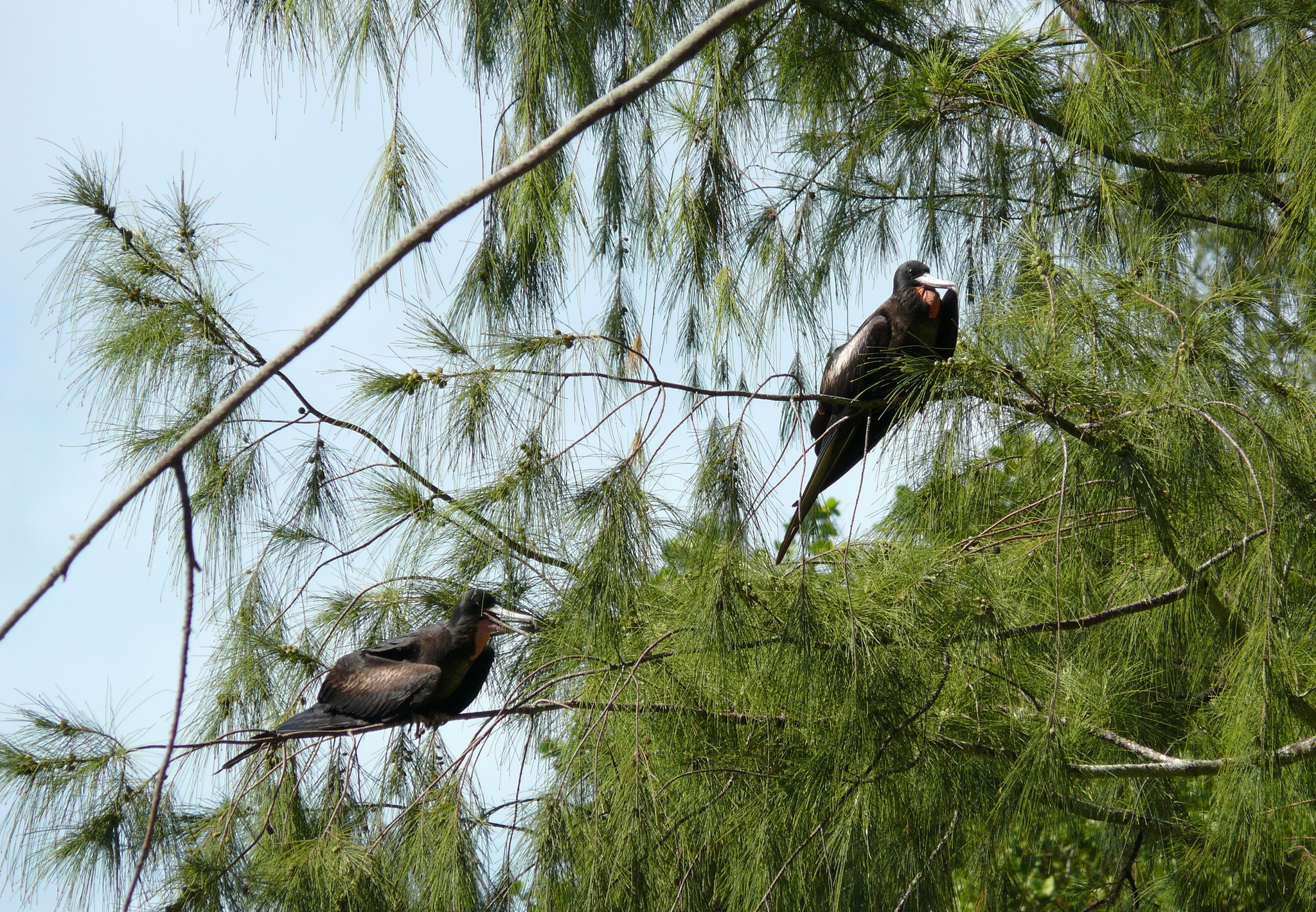 Great Frigatebird