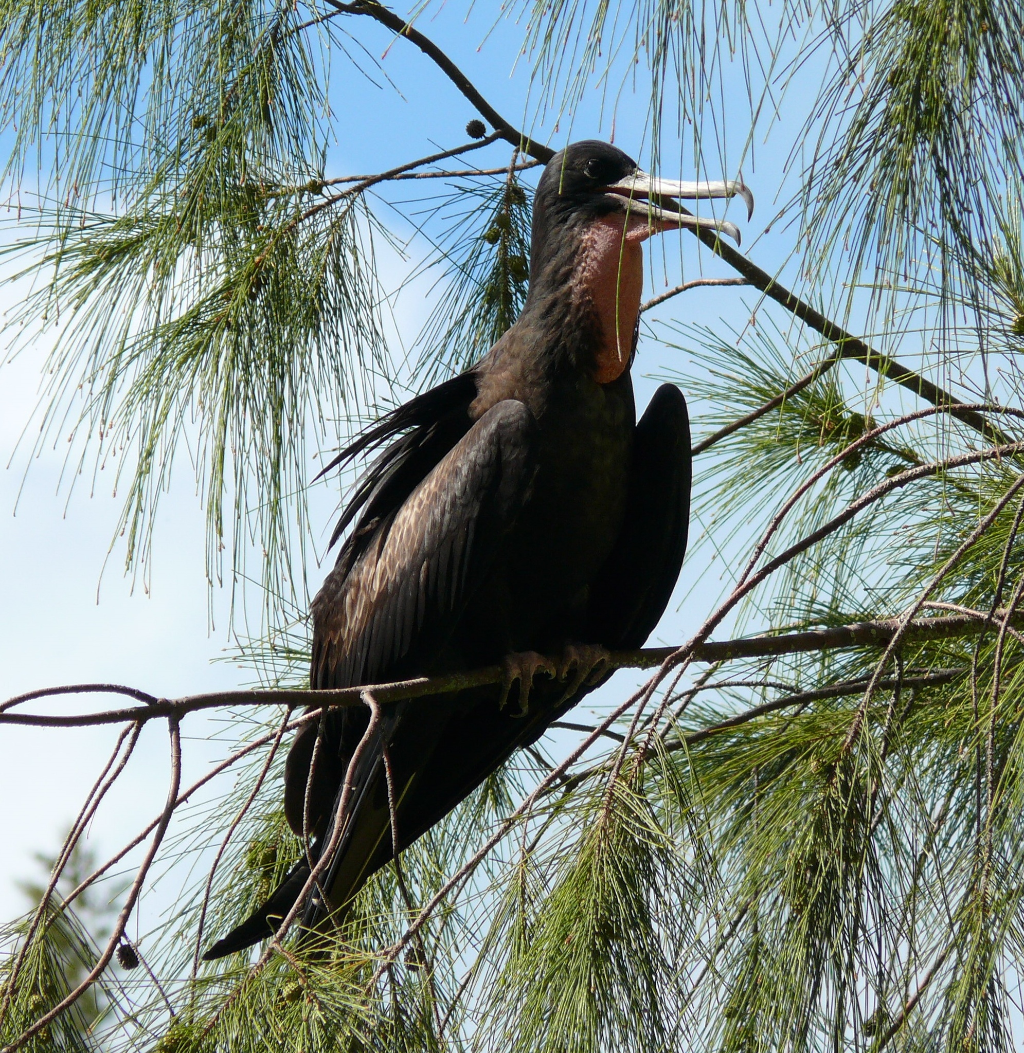 Great Frigatebird