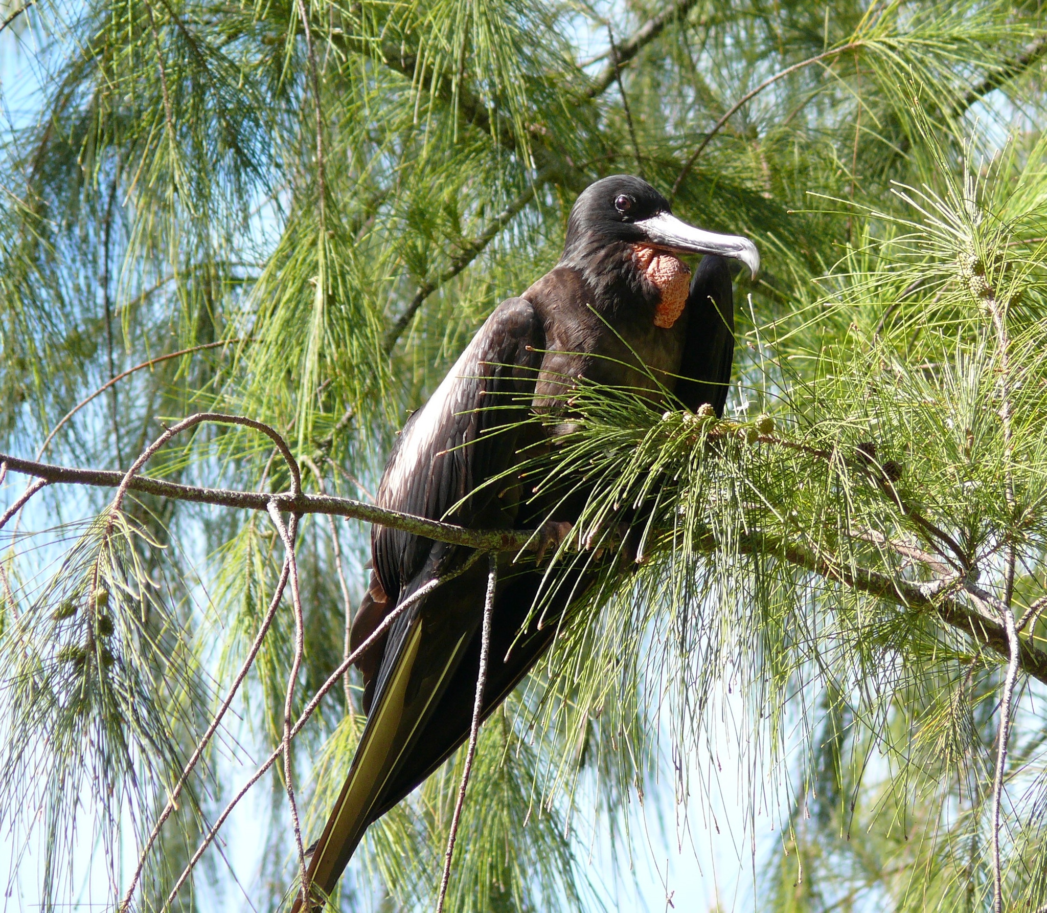 Great Frigatebird