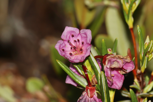Swamp Laurel