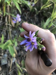 Dieteria bigelovii