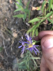 Dieteria bigelovii