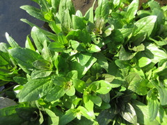 Veronica anagallis-aquatica