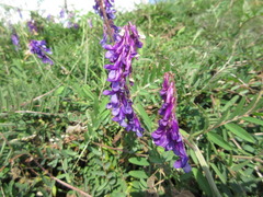 Vicia amoena