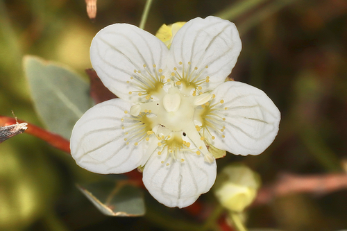 marsh grass-of-Parnassus
