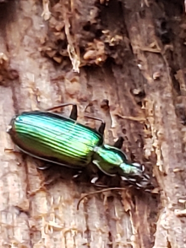 Calleida viridipennis photo 5