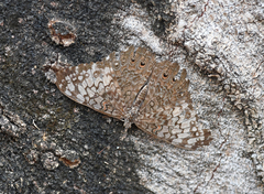 Hamadryas amphichloe