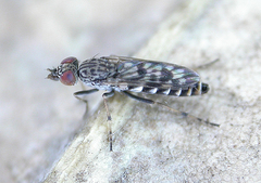 Manestella cooloola