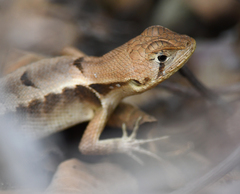 Stenocercus iridescens