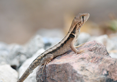 Stenocercus iridescens