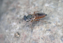 Pherocera