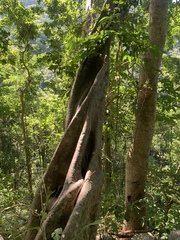 Pradosia colombiana