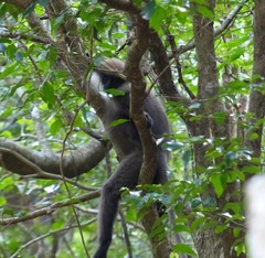 Semnopithecus vetulus