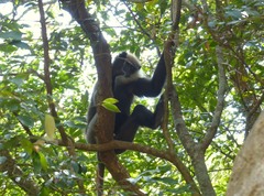 Semnopithecus vetulus