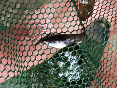 Phalloceros caudimaculatus