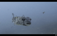 Chilomycterus reticulatus