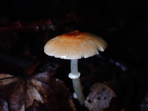Leucoagaricus rubrotinctus