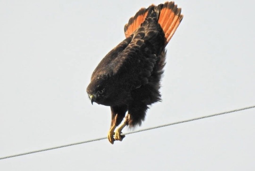 Red-tailed Hawk photographed in Wisconsin