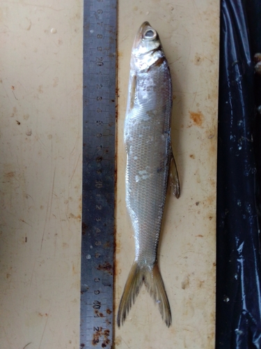 West African ladyfish (Elops lacerta) — Elopidae
