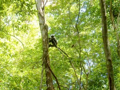 Semnopithecus vetulus