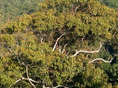 Semnopithecus vetulus