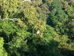 Semnopithecus vetulus