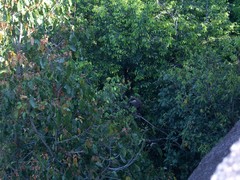 Semnopithecus vetulus