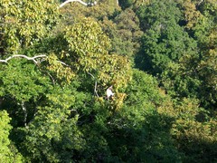 Semnopithecus vetulus