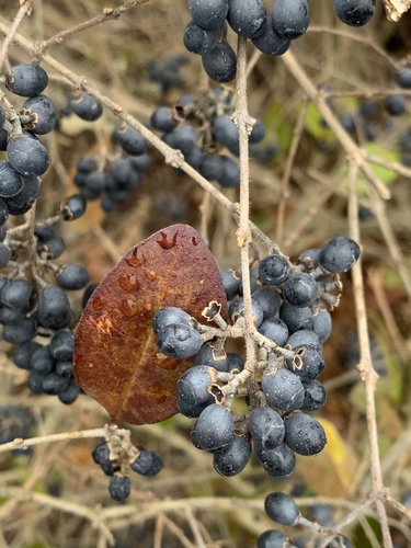 Ligustrum obtusifolium