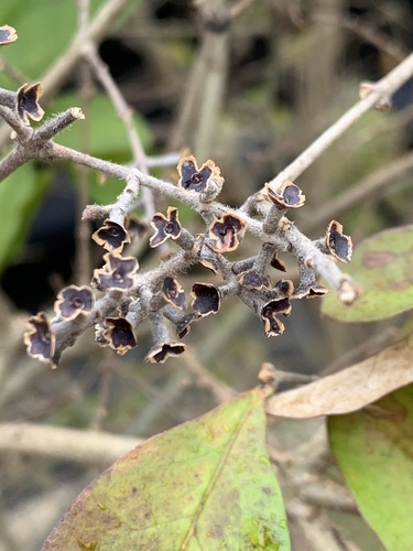 Ligustrum obtusifolium