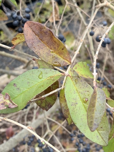 Ligustrum obtusifolium