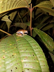 Dendropsophus parviceps
