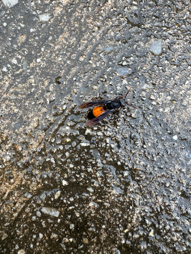 Lesser Banded Hornet