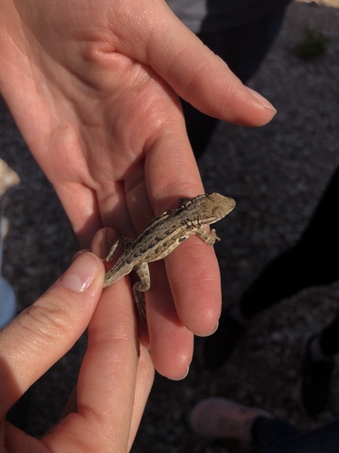 Common Side-blotched Lizard