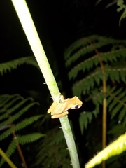 Dendropsophus parviceps