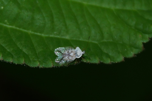 Leptopharsa, 2019-09-11