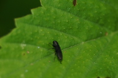Agrilinae
