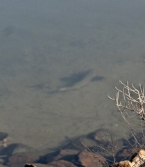 Menticirrhus undulatus
