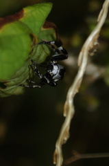 Dendryphantes zygoballoides