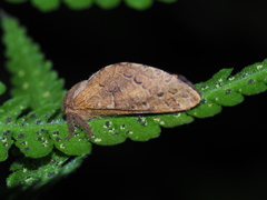 Hepialiscus